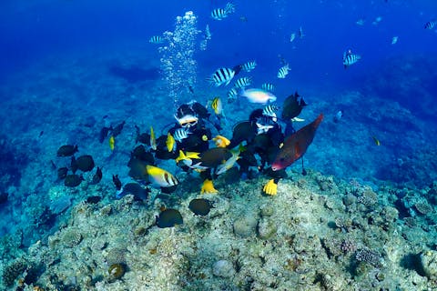 【沖縄・読谷村・体験ダイビング】1番人気の貸切ツアー！青の洞窟体験ダイビング