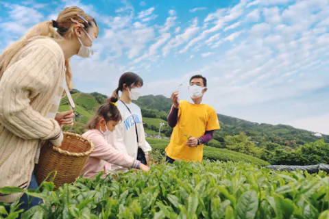 【京都・和束町・茶摘み】丸ごと体験♪茶摘み・茶蕎麦・茶葉天ぷら・柿の葉寿司・葛餅の贅沢フルセットプラン