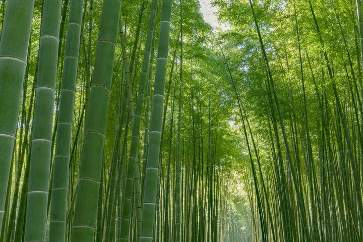 若竹の杜  若山農場