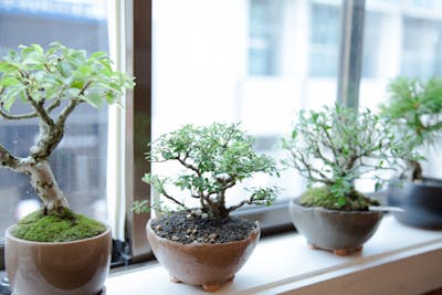 愛知・岡崎・盆栽体験】はじめての方も大歓迎！昭和初期創業の名門で