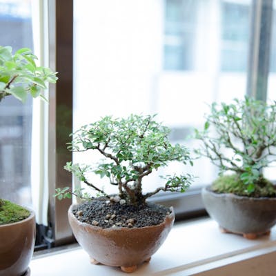 愛知・岡崎・盆栽体験】はじめての方も大歓迎!昭和初期創業の名門で 愛知・岡崎・盆栽体験】はじめての方も大歓迎!昭和初期創業の名門で