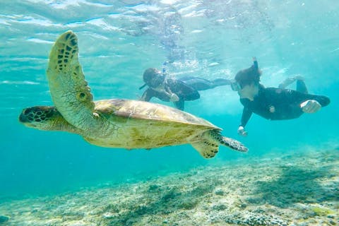 宮古島 シュノーケリング体験 おすすめ10選 体験の比較 予約は アソビュー