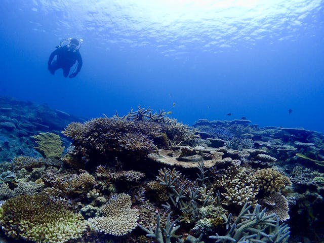 ダンデライオン奄美