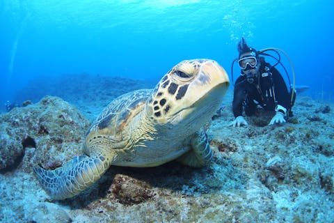 【沖縄・石垣島・体験ダイビング】早く上達できる！1日体験ダイビング（2ボート）