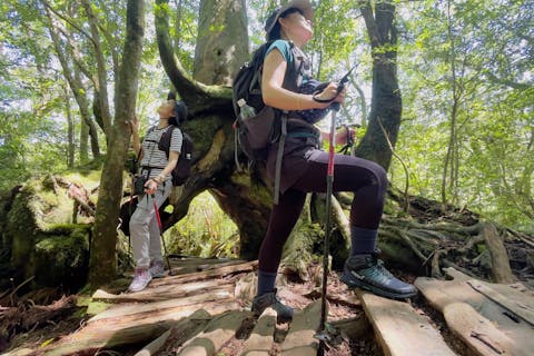 【鹿児島・屋久島・トレッキング】＜1名様予約可能！＞屋久島の定番！トレッキングツアー縄文杉1日コース