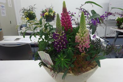 広島県・広島市・寄せ植え体験】お花に癒される。フラワー