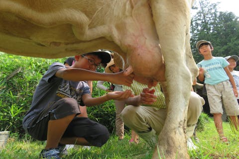 広島 庄原 牧場体験 自然豊富な牧場で乳搾り体験 牛乳試飲 チーズ試食つき アソビュー