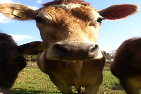 【広島・庄原・牧場体験】乳搾り＆バター・カッテージチーズ作り体験。チーズ試食つき