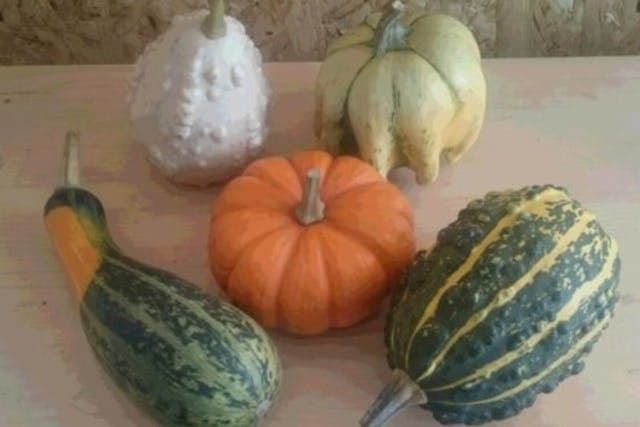 【北海道・帯広・農業体験】ランチ＆お土産付き！ハロウィンかぼちゃ収穫体験