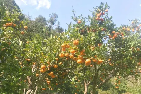 果物狩り フルーツ狩り その他の遊び体験 アソビュー 休日の便利でお得な遊び予約サイト