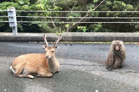【鹿児島・屋久島・日帰りバスツアー】チェックインまでの時間で観光！午後半日コース
