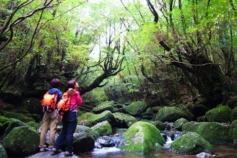 【鹿児島・屋久島・トレッキング】誰もが癒される！白谷雲水峡半日トレッキング