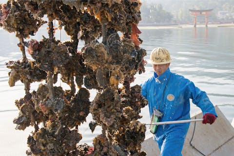 【広島・廿日市・漁業】早朝限定！広島名産・かきの水揚げ見学＆厳島神社沖遊覧体験