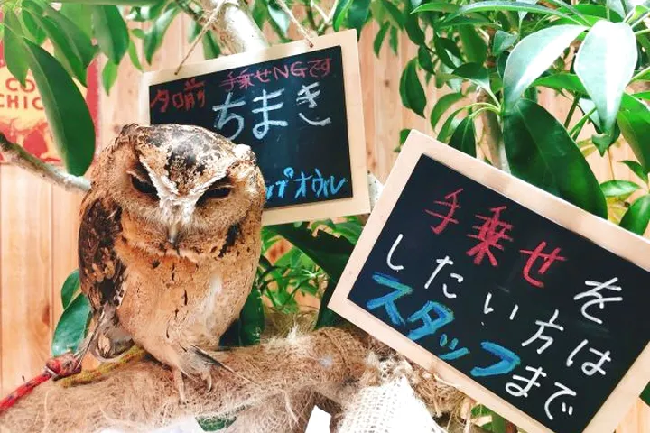 関東 フクロウカフェ いつでも 1人の検索結果 全5件 アソビュー