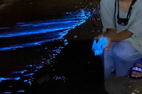 【山口・宇部・生きもの観察】夜の海岸でオーシャンブルーを捕まえよう！