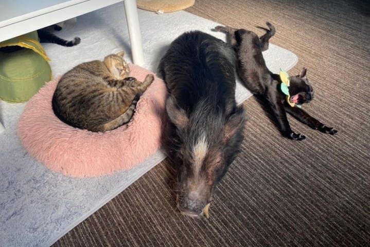 11 割引 譲渡型保護猫カフェcatclubcherish キャットクラブチェリッシュ ネット予約ならアソビュー 11 割引 譲渡型保護猫カフェcatclubcherish キャットクラブチェリッシュ ネット予約ならアソビュー