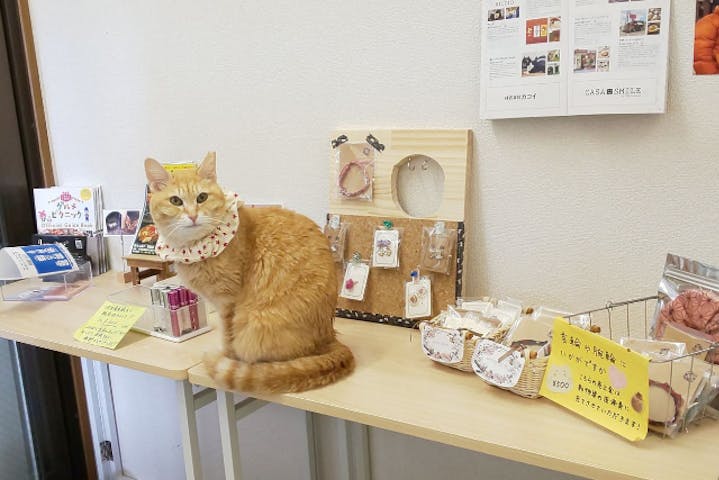11 割引 譲渡型保護猫カフェcatclubcherish キャットクラブチェリッシュ ネット予約ならアソビュー 11 割引 譲渡型保護猫カフェcatclubcherish キャットクラブチェリッシュ ネット予約ならアソビュー
