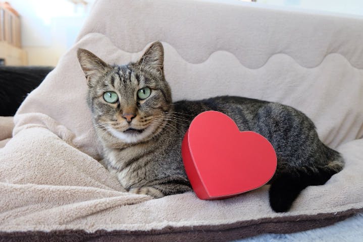 11 割引 譲渡型保護猫カフェcatclubcherish キャットクラブチェリッシュ ネット予約ならアソビュー 11 割引 譲渡型保護猫カフェcatclubcherish キャットクラブチェリッシュ ネット予約ならアソビュー