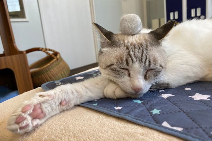 11 割引 譲渡型保護猫カフェcatclubcherish キャットクラブチェリッシュ ネット予約ならアソビュー 11 割引 譲渡型保護猫カフェcatclubcherish キャットクラブチェリッシュ ネット予約ならアソビュー