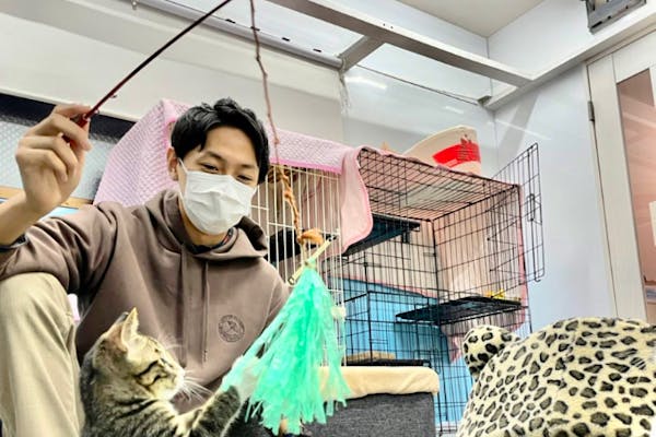 6 割引 譲渡型保護猫カフェcatclubcherish キャットクラブチェリッシュ ネット予約ならアソビュー