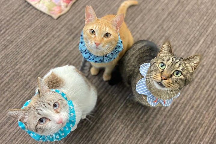11 割引 譲渡型保護猫カフェcatclubcherish キャットクラブチェリッシュ ネット予約ならアソビュー 11 割引 譲渡型保護猫カフェcatclubcherish キャットクラブチェリッシュ ネット予約ならアソビュー