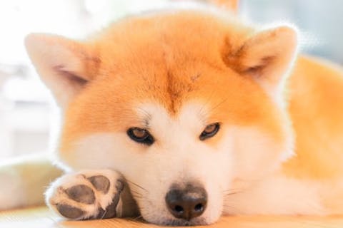 秋田 仙北 動物観察 秋田犬ともふもふ体験 記念撮影付きプチ散歩30分コース アソビュー