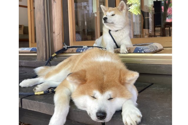 秋田 仙北 動物観察 秋田犬ともふもふ体験 記念撮影付きプチ散歩30分コース アソビュー