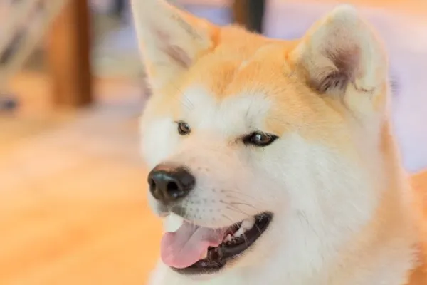 秋田 仙北 動物観察 秋田犬ともふもふ体験 記念撮影付きプチ散歩30分コース アソビュー