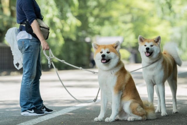 秋田 仙北 動物観察 秋田犬ともふもふ体験 記念撮影付きプチ散歩30分コース アソビュー