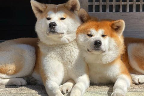 秋田 仙北 動物観察 記念撮影ok 秋田犬とふれあい体験 お散歩45分コース アソビュー