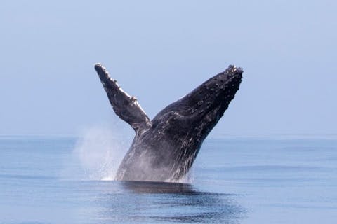 【沖縄・北谷・ホエールウォッチング】迫力満点！沖縄でホエールウォッチングをしよう
