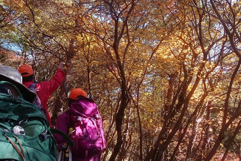 【宮崎・えびの・トレッキング】霧島錦江湾国立公園を歩こう！ガイド付きトレッキングツアー