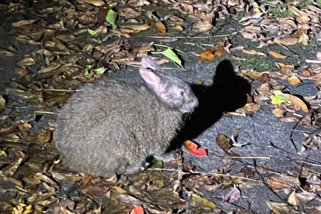 奄美大島【原生林ナイトツアー】当日予約可能！世界遺産の夜の山に潜む生物探し！ツアーガイド付き＆車の中からなので安心！（120分）※お一人様も可能