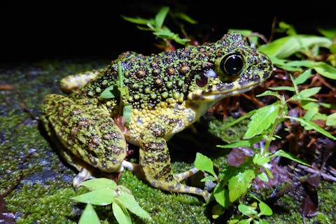 奄美大島 ナイトツアー体験おすすめ10選 体験予約 アソビュー