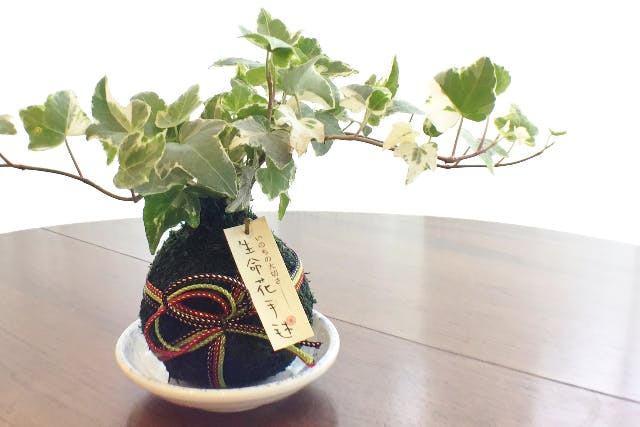 【京都府・京都市・苔玉作り】京都らしい趣のある「生命花手毬」を作ろう！苔玉1個