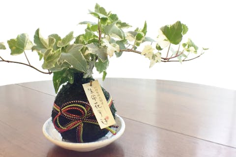 【京都府・京都市・苔玉作り】京都らしい趣のある「生命花手毬」を作ろう！苔玉1個