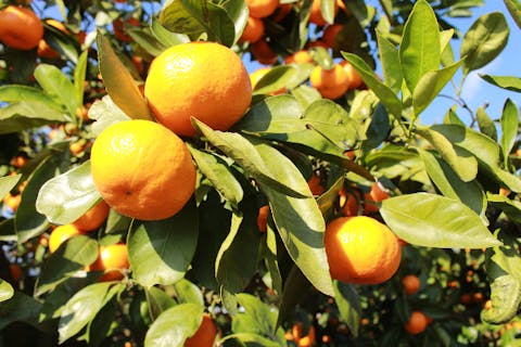 【三重・津・みかん狩り】2時間たっぷり食べ放題＆お土産つき！みかん狩り体験