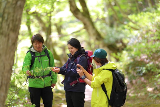 【鳥取・大山・トレッキング】神の住む山で大自然を感じよう！大山ブナの森ウォーク