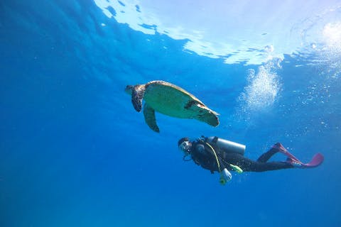 【沖縄・青の洞窟・ファンダイビング】1組限定貸切！ファンダイビングツアー