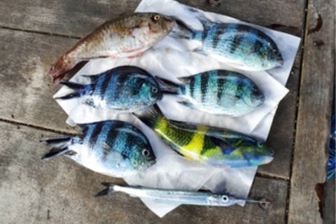 【沖縄・読谷海岸・釣り】狙うは大物！釣った獲物を魚拓で残せる釣り体験