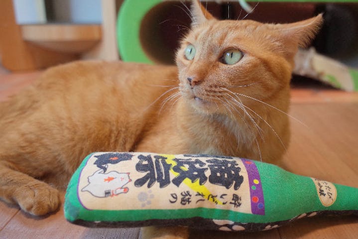 保護猫カフェcatio キャティオ ネット予約ならアソビュー 保護猫カフェcatio キャティオ ネット予約ならアソビュー