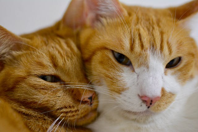 保護猫カフェcatio キャティオ ネット予約ならアソビュー