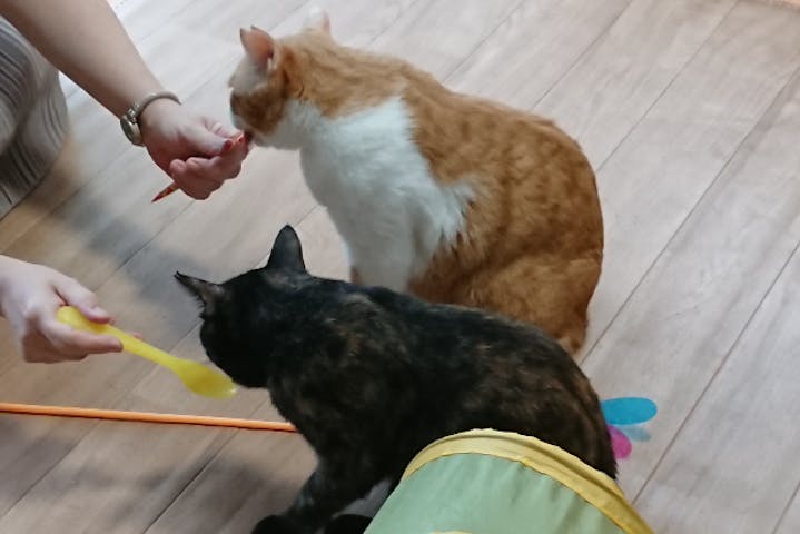 保護猫カフェcatio キャティオ ネット予約ならアソビュー