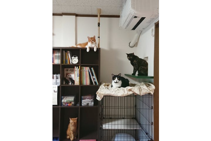 保護猫カフェcatio キャティオ ネット予約ならアソビュー 保護猫カフェcatio キャティオ ネット予約ならアソビュー