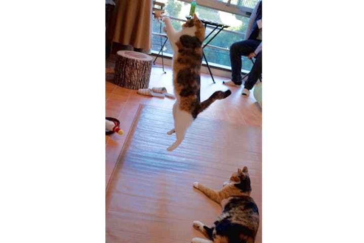 保護猫カフェcatio キャティオ ネット予約ならアソビュー 保護猫カフェcatio キャティオ ネット予約ならアソビュー