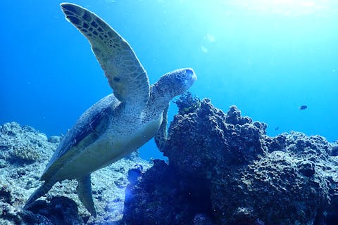 【沖縄・石垣島発・シュノーケリング】ウミガメシュノーケリング＆幻の島上陸（半日）