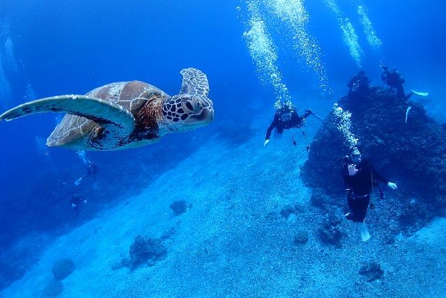 【沖縄・慶良間・体験ダイビング】きれいな海を満喫！初心者OKの体験ダイビング