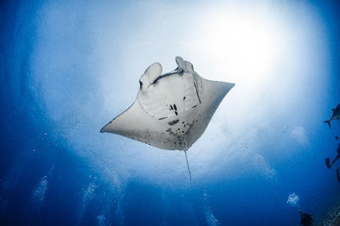 【沖縄・慶良間・ファンダイビング】Cカード所持者対象プラン！ファンダイビング