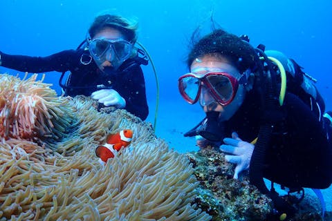 【沖縄・宜野湾・ファンダイビング】サクッとサンゴ礁を見に行ける！午前・午後の半日FUNダイビング（2本・Cカード所持者対象）
