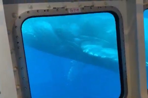 沖縄・那覇発・ホエールウォッチング】沖縄唯一の減揺装置搭載・高速